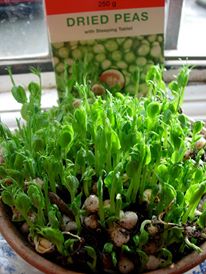 Sprouting the peas-- a great nibble for a passerby, and soon to grow into a proper pea-shoot